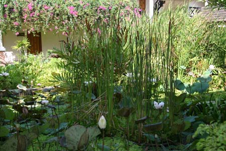 Un jardin d'int�rieur .. Tha�lande - Tourisme - 